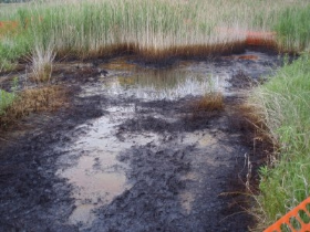 Illinois Wetland Remediation